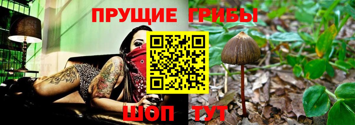 Псилоцибиновые грибы мицелий Сосновоборск